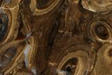 Polished, Fossil Stromatolite Colony on Reed - Utah #118035-1